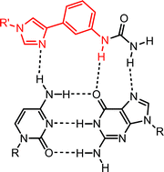 Graphical abstract: CG base pair recognition by substituted phenylimidazole nucleosides