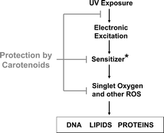 Graphical abstract: Carotenoids and UV Protection