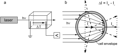 Graphical abstract: Light-induced intramolecular charge movements in microbial rhodopsins in intact E. coli cells