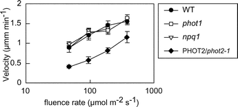 Graphical abstract: Velocity of chloroplast avoidance movement is fluence rate dependent