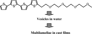 Graphical abstract: Supramolecular assembly of a quaterthiophene surfactant