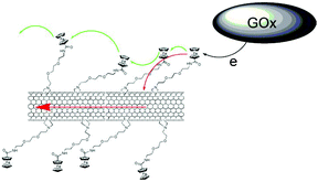 Graphical abstract: Functionalised single wall carbon nanotubes/polypyrrole composites for the preparation of amperometric glucose biosensors