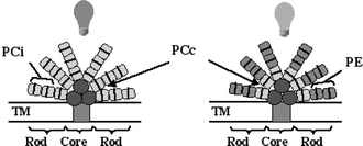 Graphical abstract: Signal transduction during light-quality acclimation in cyanobacteria: a model system for understanding phytochrome-response pathways in prokaryotes