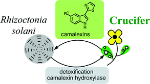 Graphical abstract: Designer phytoalexins: probing camalexin detoxification pathways in the phytopathogen Rhizoctonia solani