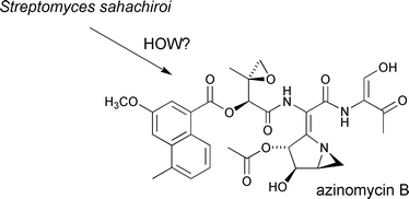 Graphical abstract: The first biosynthetic studies of the azinomycins: acetate incorporation into azinomycin B