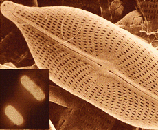 Graphical abstract: Ultrasmall, small, and wide angle X-ray scattering analysis of diatom biosilica: interspecific differences in fractal properties