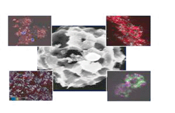 Graphical abstract: Stimulation of human bone marrow stromal cells using growth factor encapsulated calcium carbonate porous microspheres