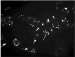 Graphical abstract: Design, synthesis and evaluation of ratiometric probes for hydrogencarbonate based on europium emission