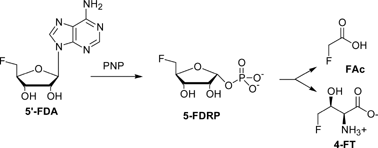 Graphical abstract: Identification of 5-fluoro-5-deoxy-d-ribose-1-phosphate as an intermediate in fluorometabolite biosynthesis in Streptomyces cattleya