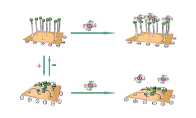 Graphical abstract: Controlled protein assembly on a switchable surface