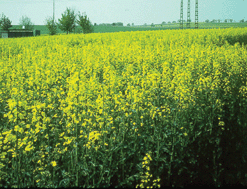Graphical abstract: Modification of leaf cytology and anatomy in Brassica napus grown under above ambient levels of supplemental UV-B radiation