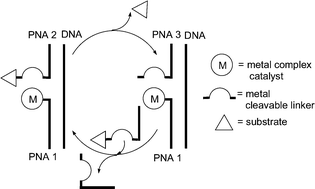 Graphical abstract: DNA-templated catalysis using a metal-cleavable linker