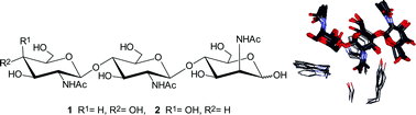 Graphical abstract: Enzymatic synthesis of complex glycosaminotrioses and study of their molecular recognition by hevein domains