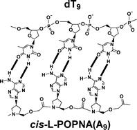 Graphical abstract: Oxy-peptide nucleic acid with a pyrrolidine ring that is configurationally optimized for hybridization with DNA