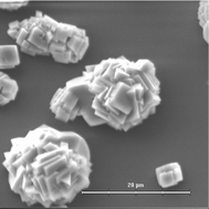 Graphical abstract: Sulfated polymers in biological mineralization: a plausible source for bio-inspired engineering