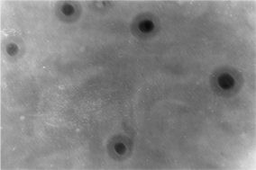 Graphical abstract: Sol–gel transcription of silica-based hybrid nanostructures using poly(N-vinylpyrrolidone)-coated [60]fullerene, single-walled carbon nanotube and block copolymer templates