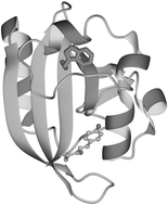 Graphical abstract: Tryptophan fluorescence monitors structural changes accompanying signalling state formation in the photocycle of photoactive yellow protein