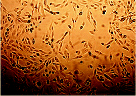 Graphical abstract: Tissue-derived cell growth on hybrid sol–gel films