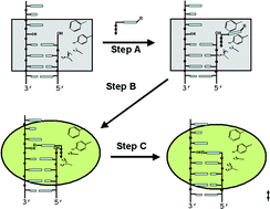 Graphical abstract: Evaluating the contributions of desolvation and base-stacking during translesion DNA synthesis
