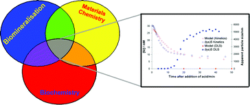 Graphical abstract: Towards an understanding of (bio)silicification: the role of amino acids and lysine oligomers in silicification