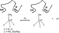 Graphical abstract: Quantifying the relative contribution of hydrogen bonding and hydrophobic environments, and coordinating groups, in the zinc(ii)–water acidity by synthetic modelling chemistry