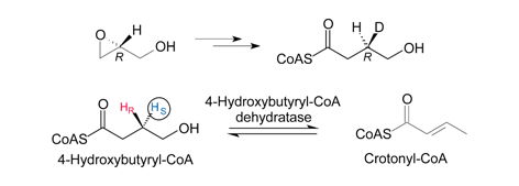 Graphical abstract: Stereochemistry of hydrogen removal from the ‘unactivated’ C-3 position of 4-hydroxybutyryl-CoA catalysed by 4-hydroxybutyryl-CoA dehydratase
