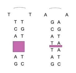 Graphical abstract: The influence of the loop sequence in binding studies involving cationic porphyrins and DNA hairpins