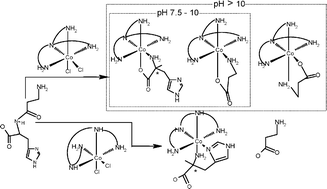 Graphical abstract: Cleavage of the peptide bond of β-alanyl-l-histidine (carnosine) induced by a CoIII–amine complexes: reaction, structure and mechanism