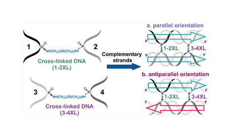 Graphical abstract: Structural arrangement of two DNA double helices using cross-linked oligonucleotide connectors