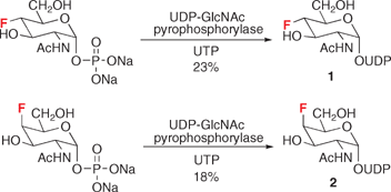 Graphical abstract: Chemo-enzymatic synthesis of fluorinated 2-N-acetamidosugar nucleotides using UDP-GlcNAc pyrophosphorylase