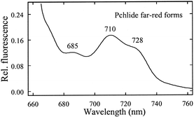 Graphical abstract: Identification of spectral forms of protochlorophyllide in the region 670–730 nm