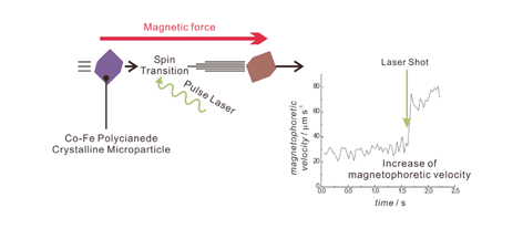 Graphical abstract: Magnetophoretic detection of photo-induced spin transition