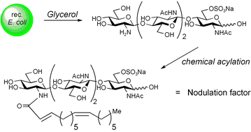 Graphical abstract: New access to lipo-chitooligosaccharide nodulation factors