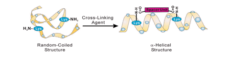 Graphical abstract: Effective stabilisation of α-helical structures in short peptides with acetylenic cross-linking agents