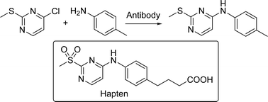 Graphical abstract: Antibody-catalyzed aminolysis of a chloropyrimidine derivative