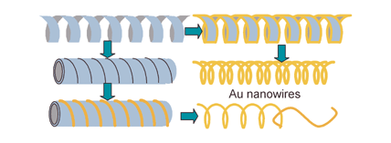 Graphical abstract: Preparation of helical gold nanowires on surfactant tubules