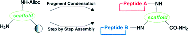 Graphical abstract: Loops on loops: generation of complex scaffolded peptides presenting multiple cyclic fragments