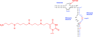 Graphical abstract: The synthesis and properties of oligoribonucleotide–spermine conjugates