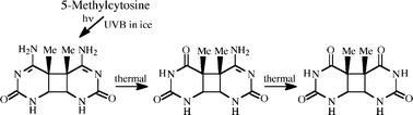 Graphical abstract: The cyclobutane dimers of 5-methylcytosine and their deamination products