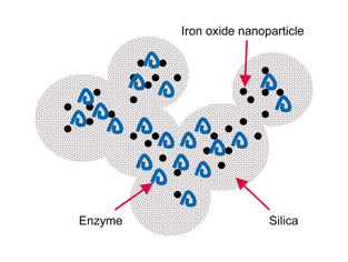Graphical abstract: Entrapment of enzymes and nanoparticles using biomimetically synthesized silica
