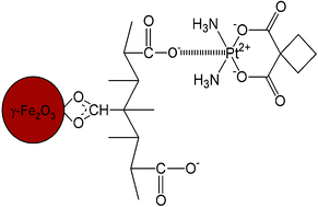 Graphical abstract: Carboxyl group (–CO2H) functionalized ferrimagnetic iron oxide nanoparticles for potential bio-applications