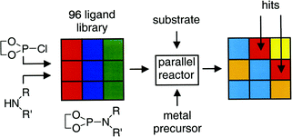 Graphical abstract: Synthesis and application in asymmetric C–C bond formation of solution phase ligand libraries of monodentate phosphoramidites