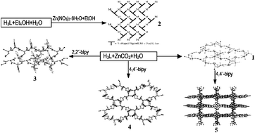 Graphical abstract: Zinc complexes of T-shaped trans-1,2,3-propenetricarboxylic acid with 1-D ribbon-like chain, 2-D rhombus-grid-like and herringbone-like layers, and non-interpenetrating 3-D open framework