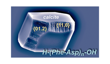 Graphical abstract: Acidic peptides acting as growth modifiers of calcite crystals