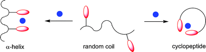 Graphical abstract: Metallacyclopeptides: Artificial analogues of naturally occurring peptides