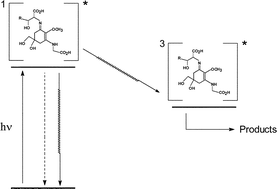 Graphical abstract: The deactivation pathways of the excited-states of the mycosporine-like amino acids shinorine and porphyra-334 in aqueous solution