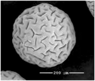 Graphical abstract: Recycling asymmetric hydrogenation catalysts by their immobilisation onto ion-exchange resins