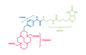 Graphical abstract: Ultrastable complexes for in vivo use: a bifunctional chelator incorporating a cross-bridged macrocycle
