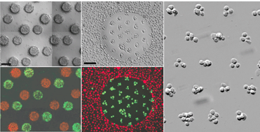 Graphical abstract: Photo- and electropatterning of hydrogel-encapsulated living cell arrays