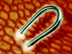 Graphical abstract: Magnetic nanoporous coordination polymers